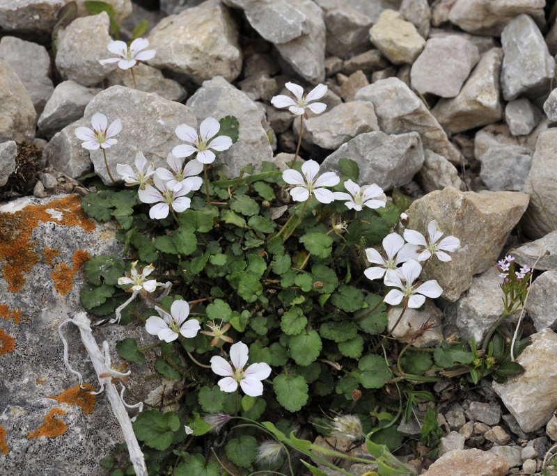Erodium_reichardii.5.jpg