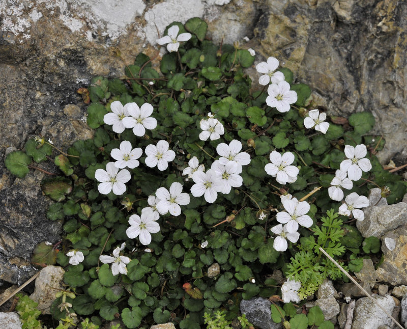 Erodium_reichardii.7.jpg