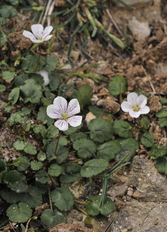 Erodium_reichardii.2.jpg