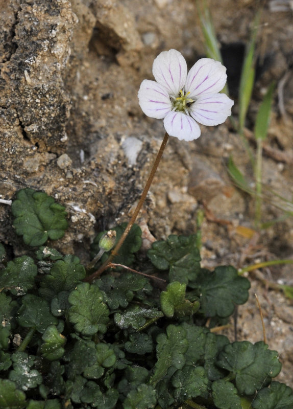 Erodium_reichardii.3.jpg