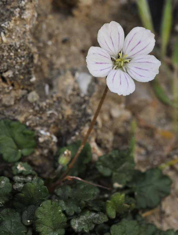 Erodium_reichardii._Closeup.jpg