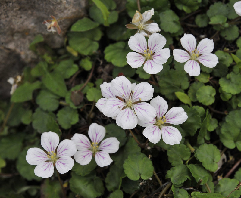 Erodium_reichardii._Closer.2.jpg