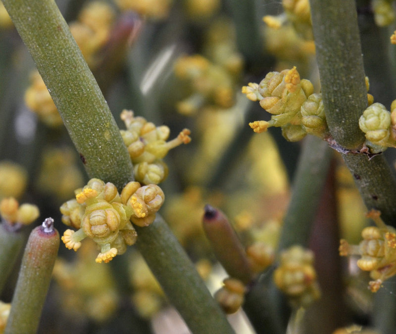 Ephedra fragilis male flowers. Close-up.