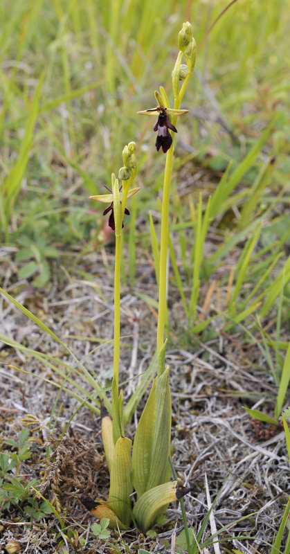 Ophrys_insectifera.jpg