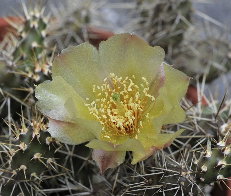 Opuntia_fragilis._Closeup.jpg
