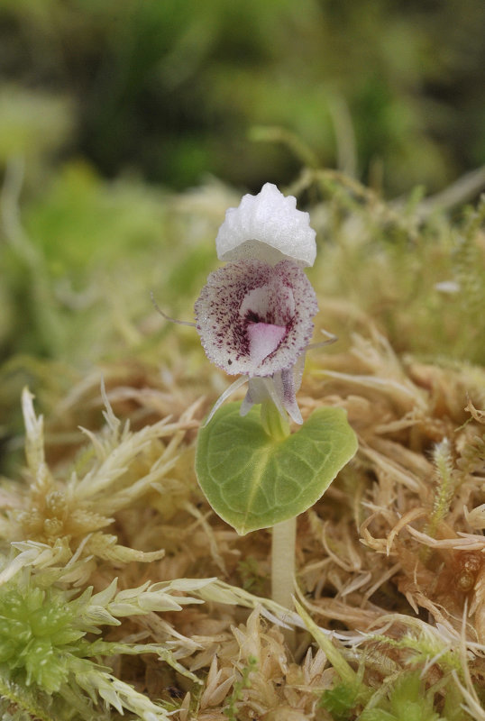Corybas_scutellifer.3.jpg