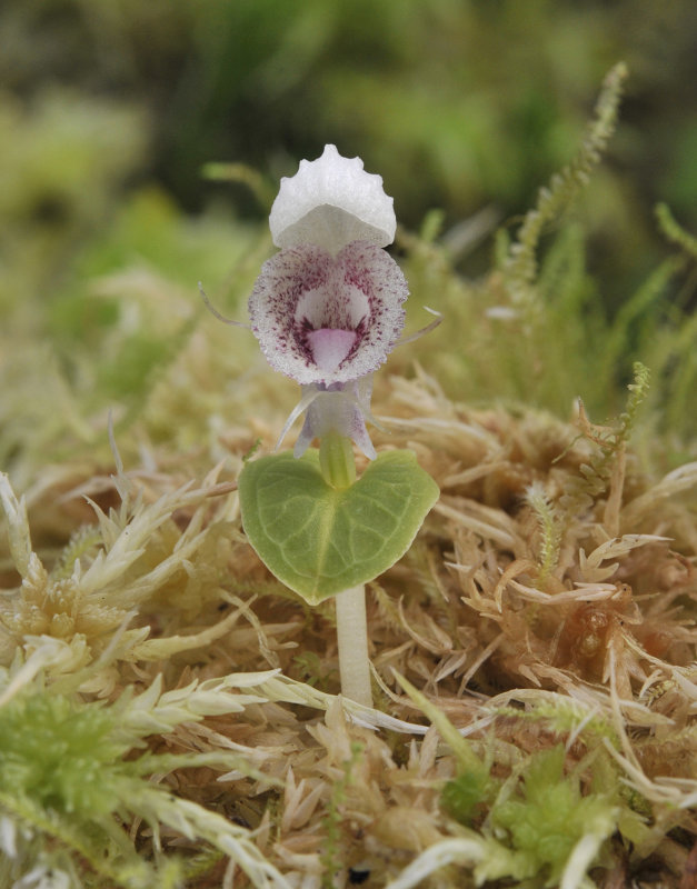 Corybas_scutellifer.2.jpg