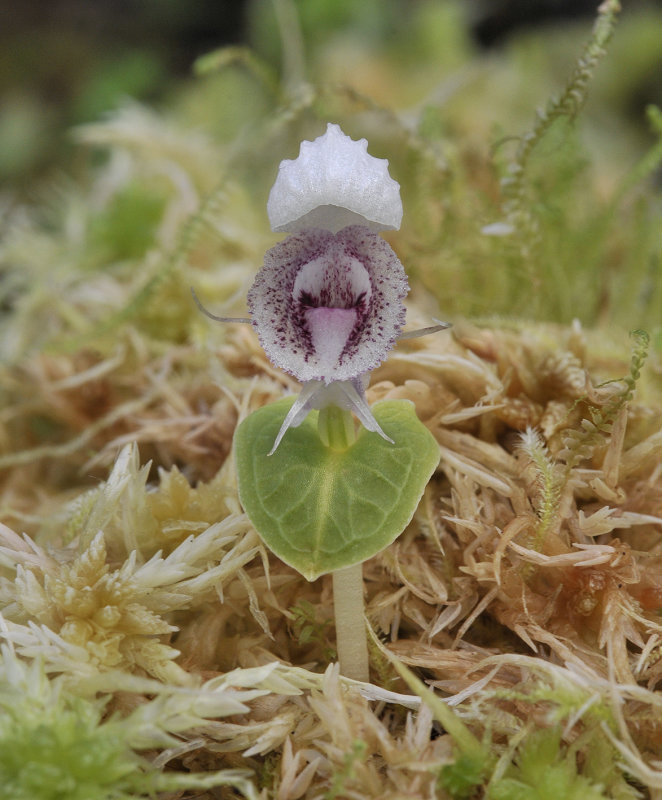 Corybas_scutellifer.5.jpg