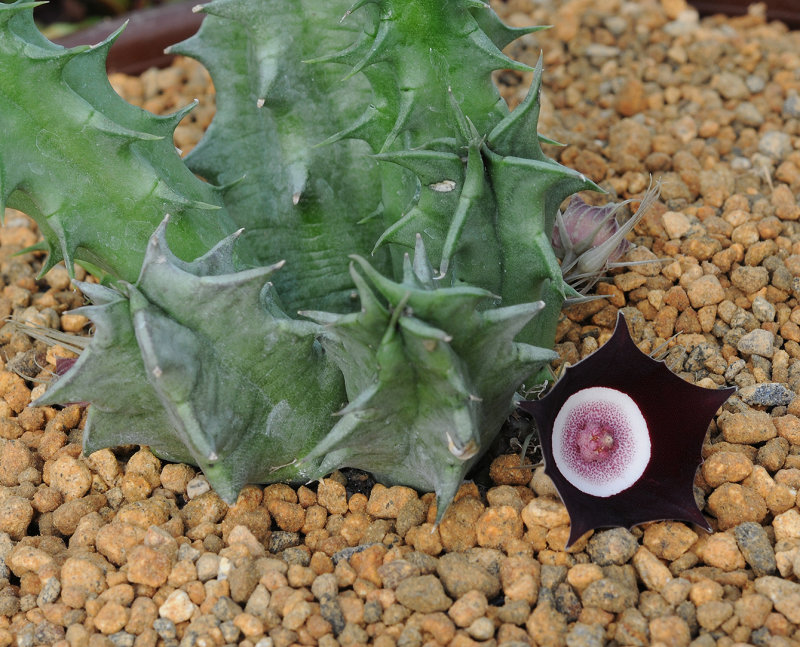 Huernia_oculata.2.jpg