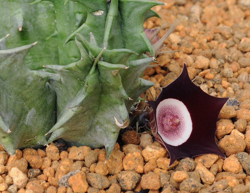 Huernia_oculata._side.jpg