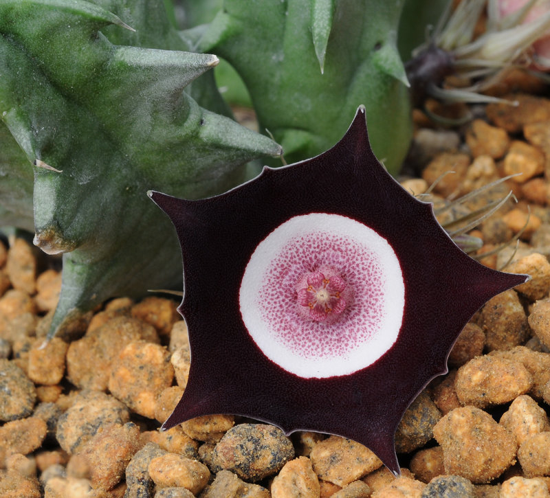 Huernia_oculata._Closer.2.jpg