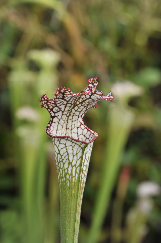 Sarracenia_leucophylla._3.jpg