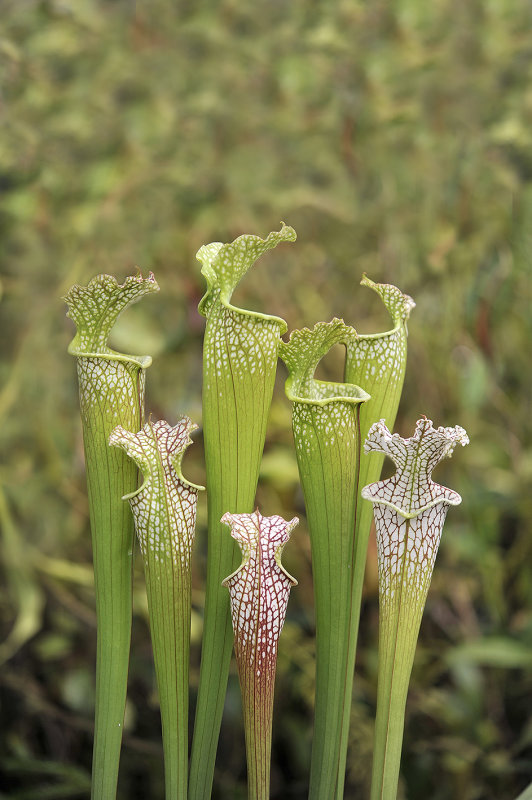 Sarracenia_leucophylla._1._small.jpg