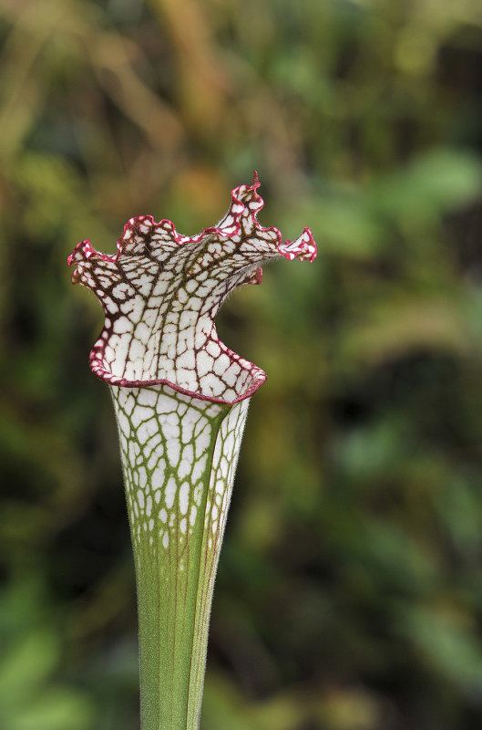 _PSC8597_Sarracenia_leucophylla.2._small.jpg