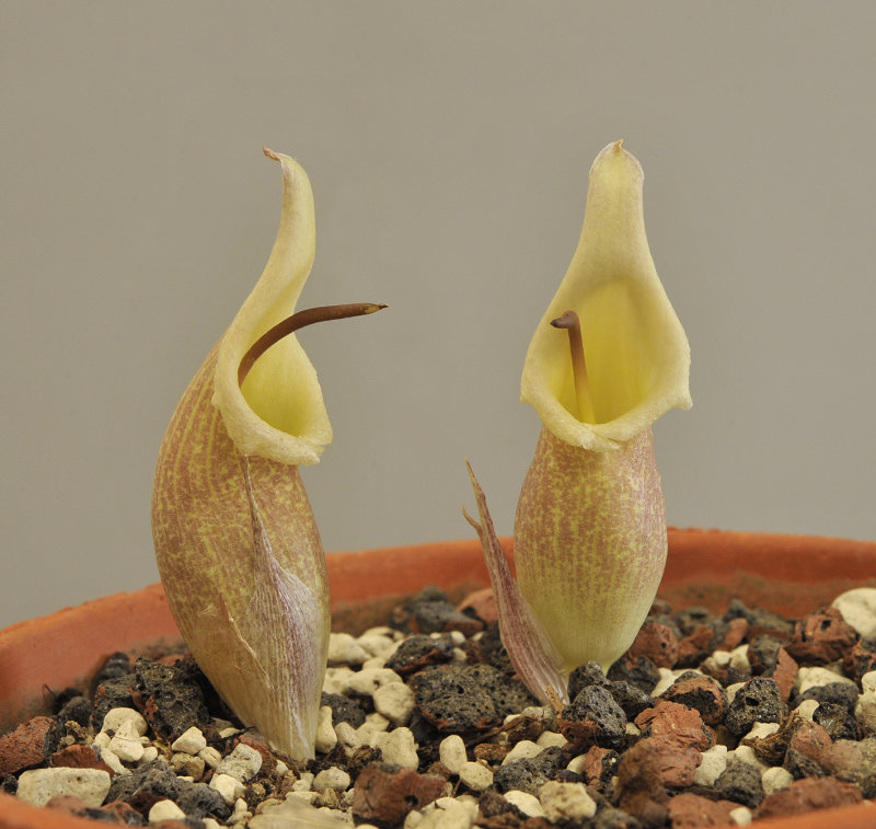 Biarum.2.jpg