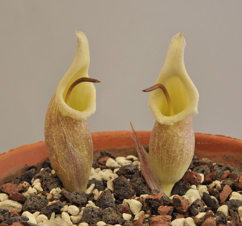 Biarum.jpg