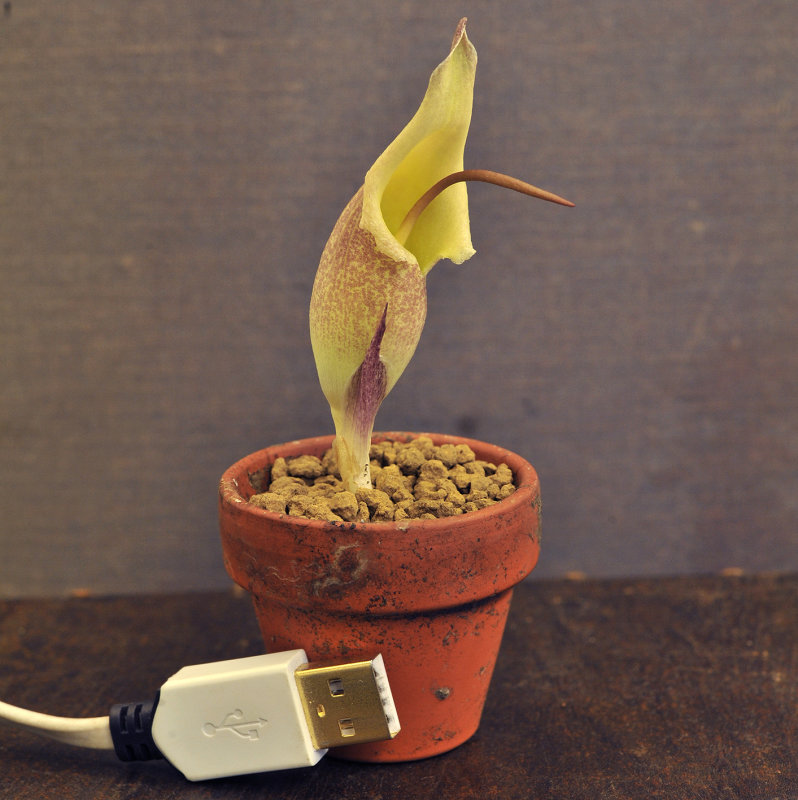 Biarum_with_usb.jpg