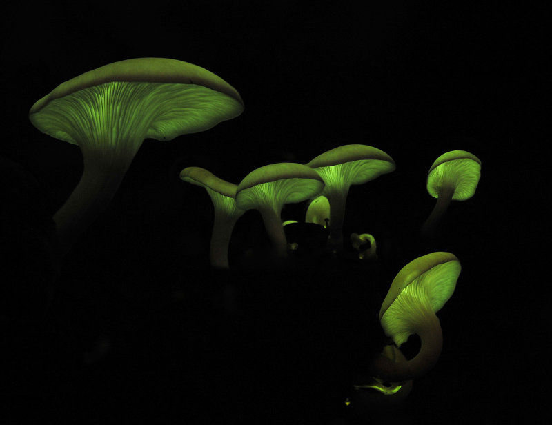 Omphalotus_1.jpg