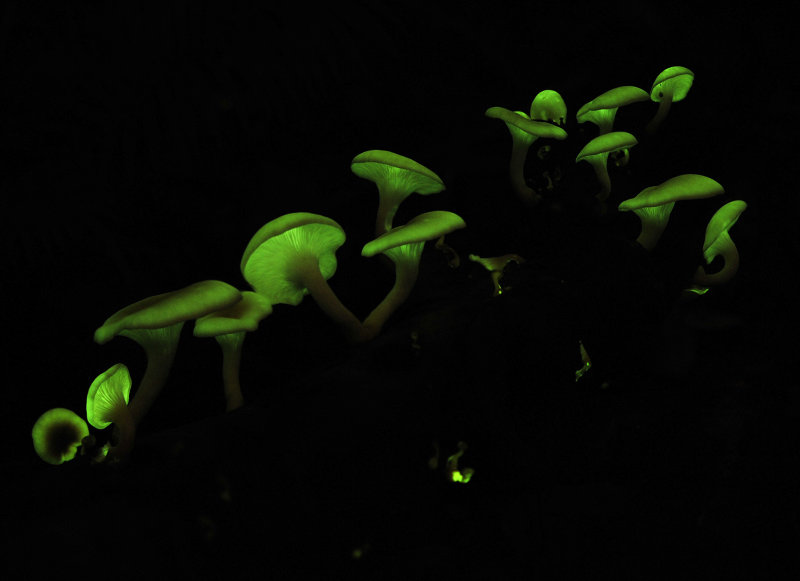 Omphalotus_3.jpg