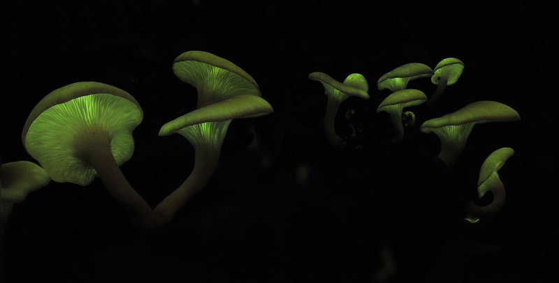 Omphalotus_5.jpg