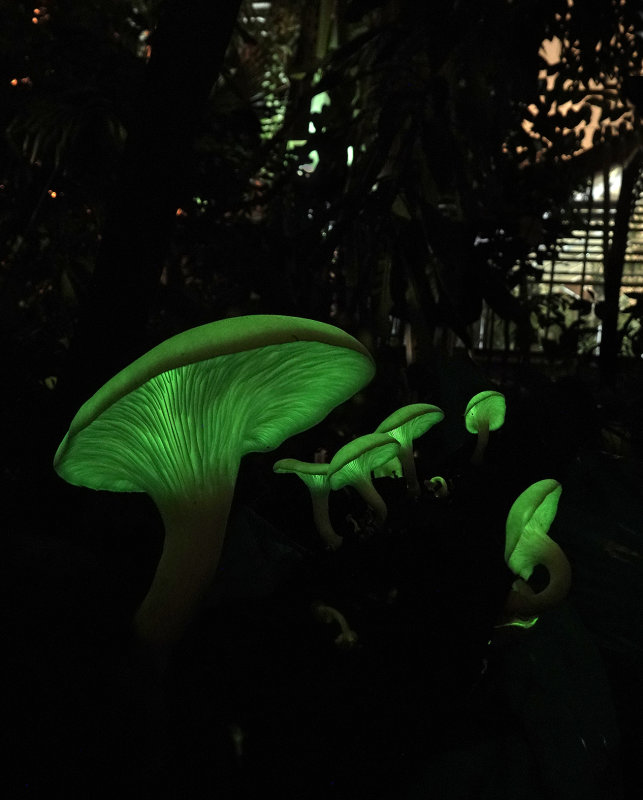 Omphalotus_7.jpg