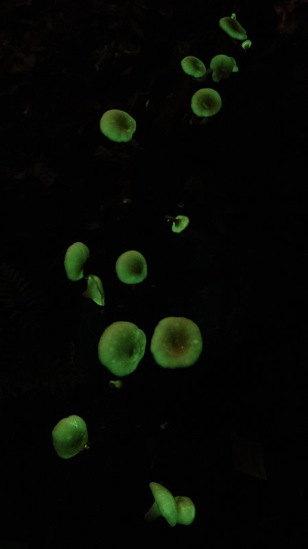 Omphalotus_9.jpg