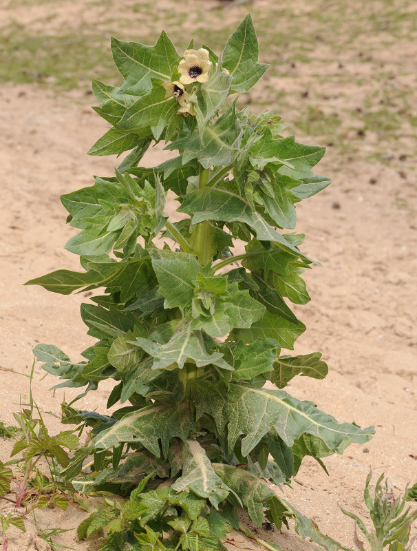 Hyoscyamus_niger.jpg