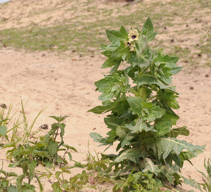 Hyoscyamus_niger.2.jpg