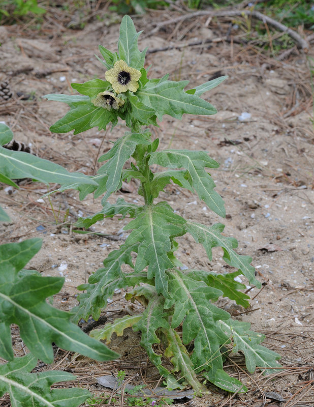 Hyoscyamus_niger.3.jpg