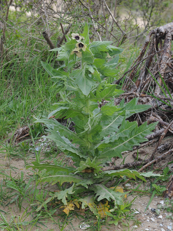 Hyoscyamus_niger.4.jpg