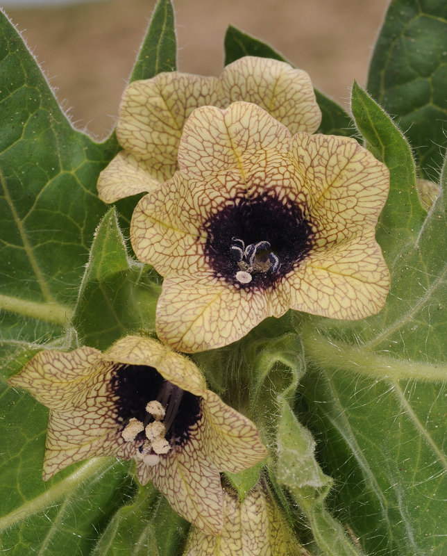 Hyoscyamus_niger._Closeup.2.jpg