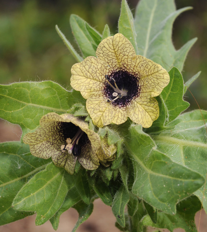 Hyoscyamus_niger._Closeup.jpg