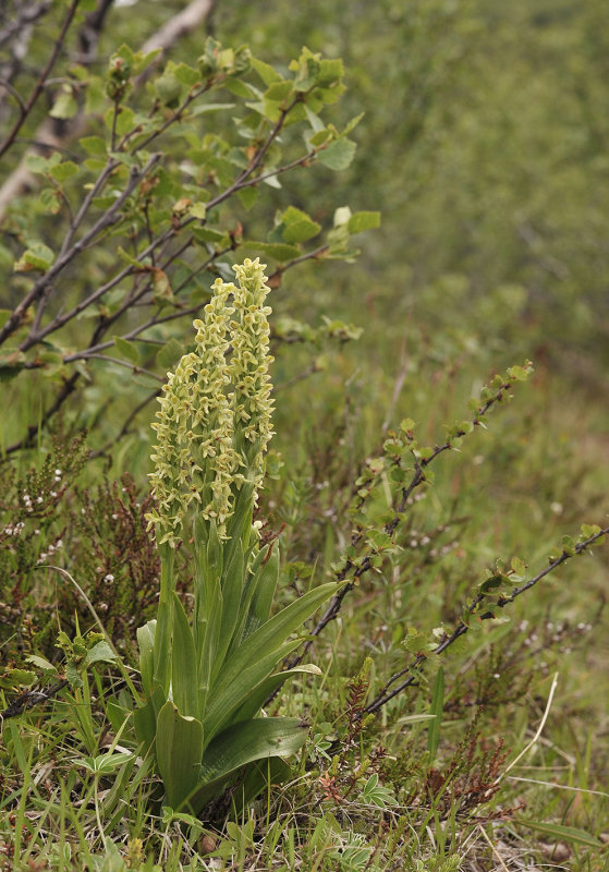 Platanthera_hyperborea.1.jpg