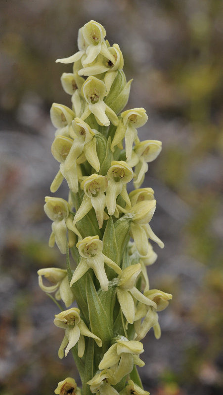 Platanthera_hyperborea._Closer.jpg
