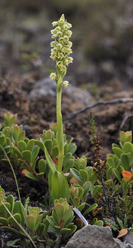 Pseudorchis_albida_ssp._straminea.jpg