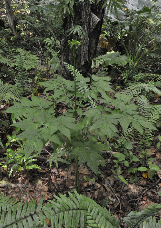 Tacca_leontopetaloides.jpg