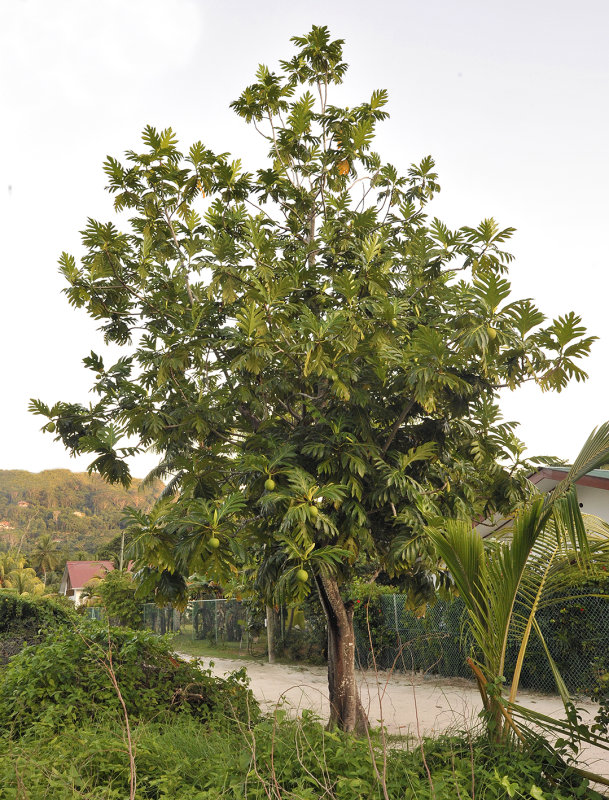 atrocarpus._1.jpg