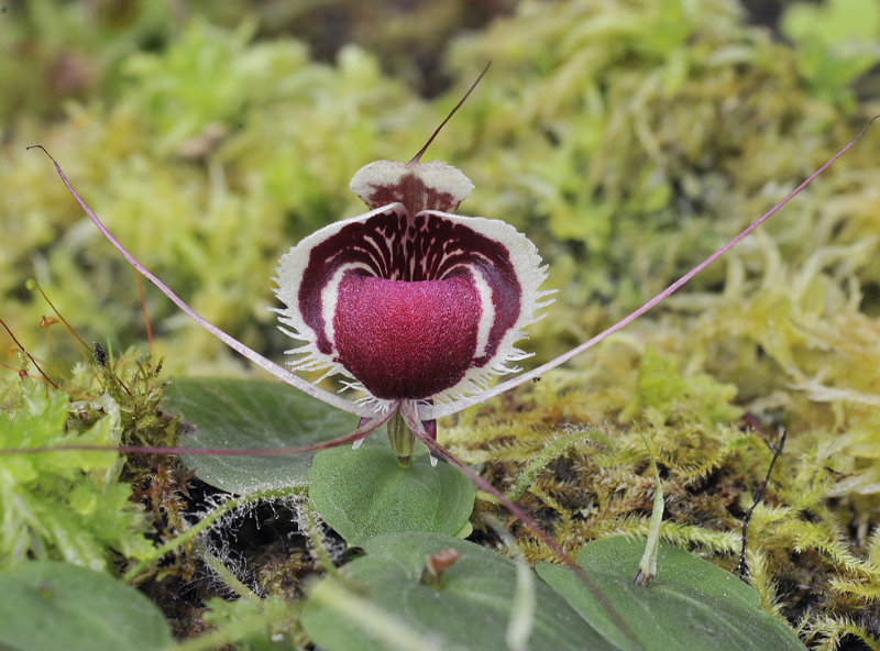 Corybas_caudatus_aff.2.jpg