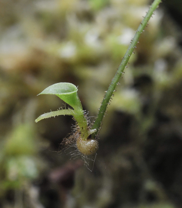 Corybas_caudatus_aff._Tuber.jpg
