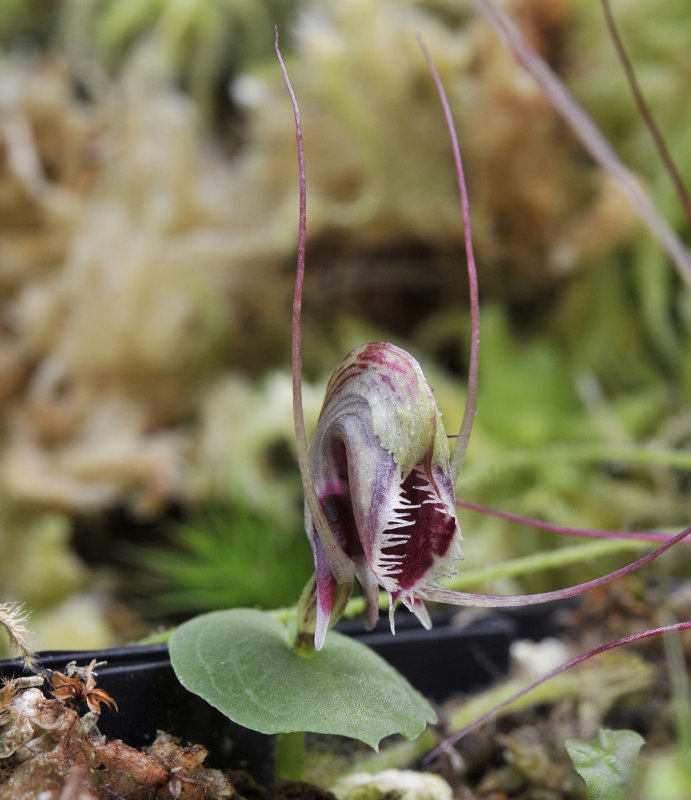 Corybas_caudatus_aff._opening.2.jpg