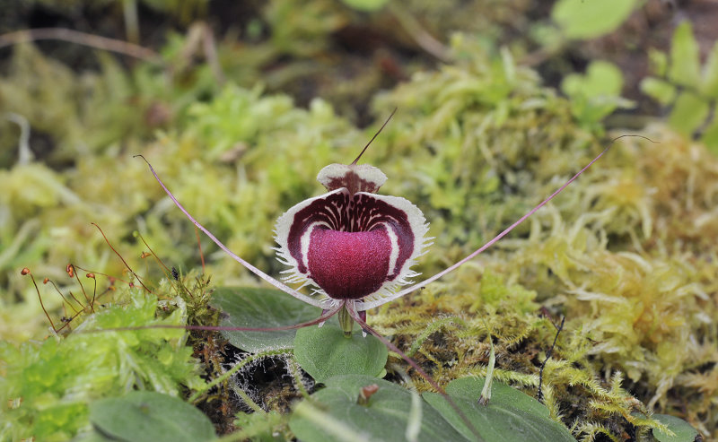 Corybas_caudatus_aff._james.jpg