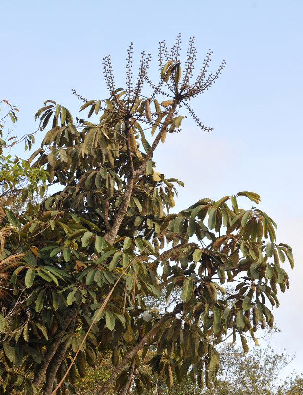 Schefflera_sp.2.jpg