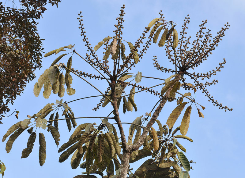 Schefflera_sp.2._closer.jpg