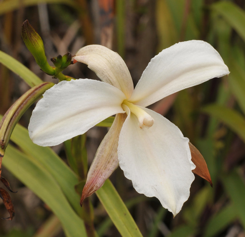 Arundina_graminifolia._Pleloric._closeup.jpg