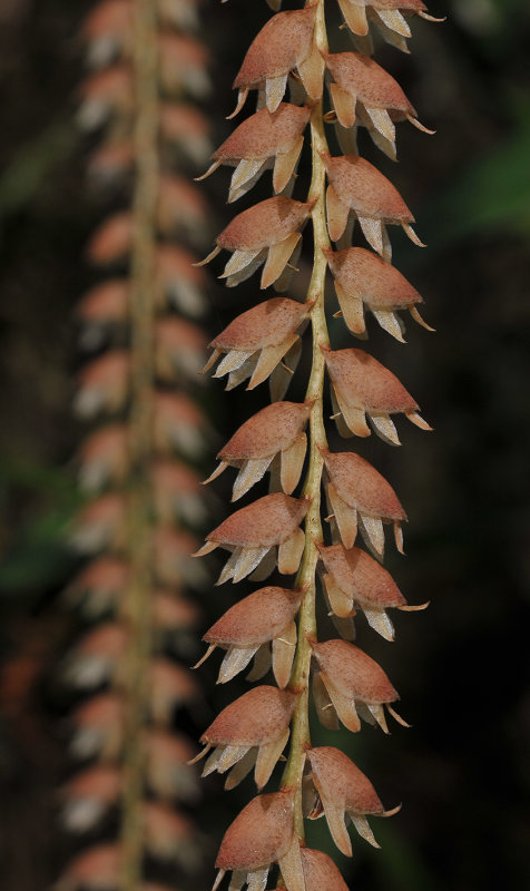 Dendrochilum_imbricatum._Closer.jpg