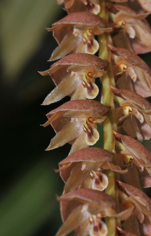 Dendrochilum_imbricatum._Closeup.2.jpg