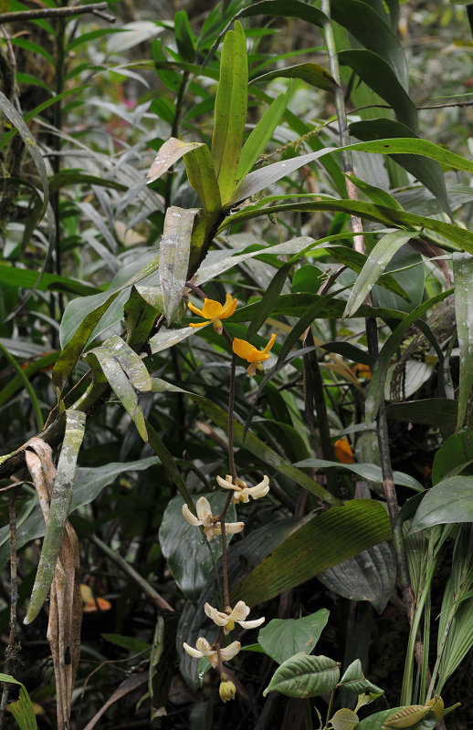 Dimorphorchis_rossii.jpg