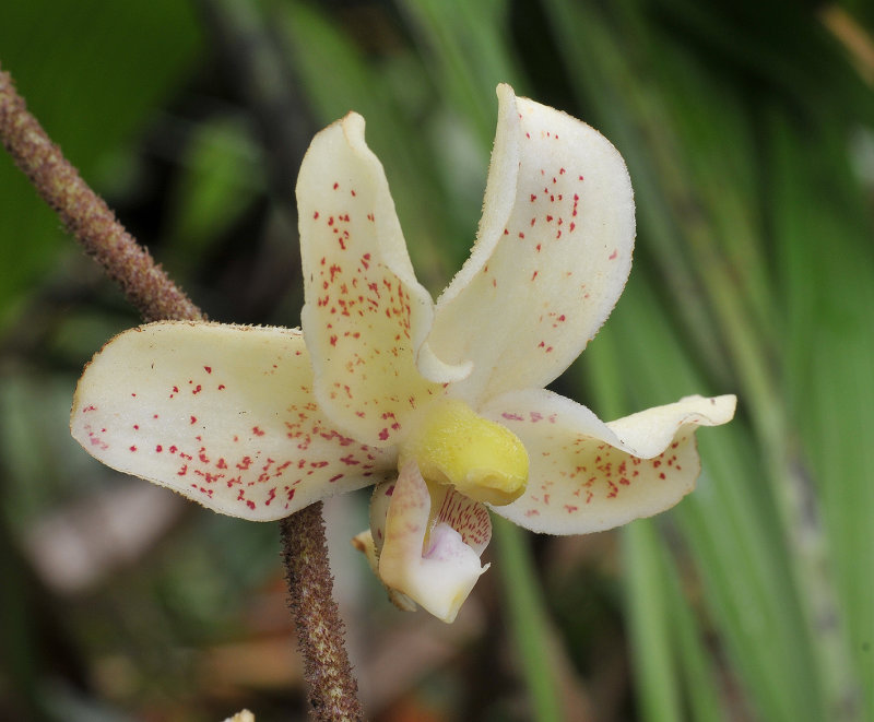 Dimorphorchis_rossii._Lower_upper_flower._Closeup.jpg