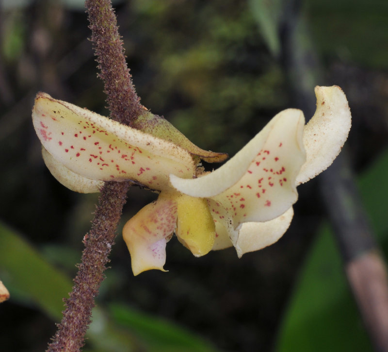 Dimorphorchis_rossii._Upper_flower._Closeup_side.jpg