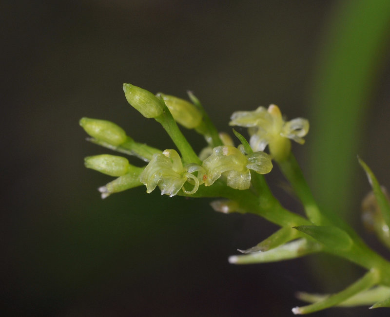 Liparis_caespitosa._Closer.jpg